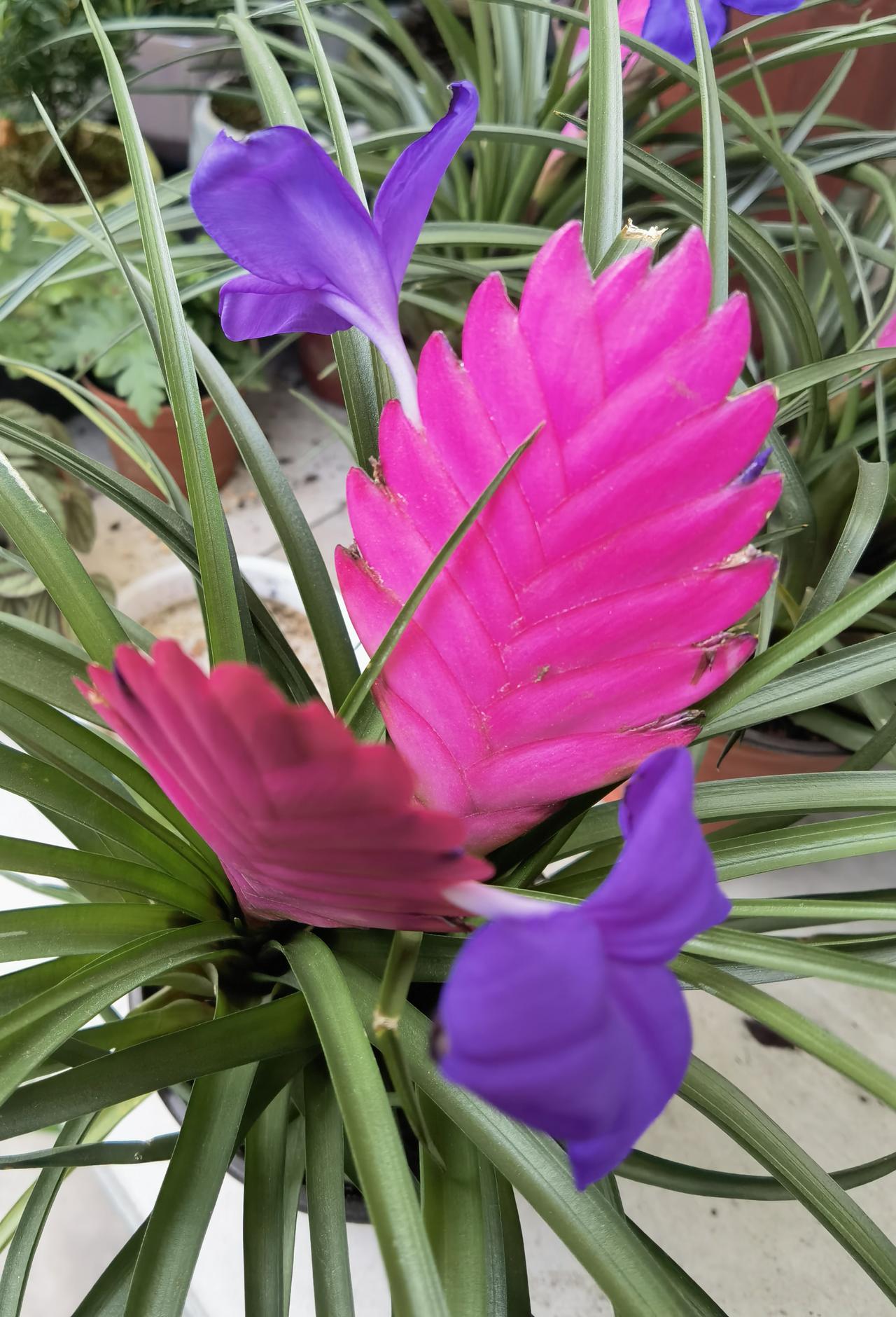 紫花凤梨，一柄粉扇托紫花。
紫花凤梨，花友习惯叫它铁兰，凤梨科铁兰属，原产中南美