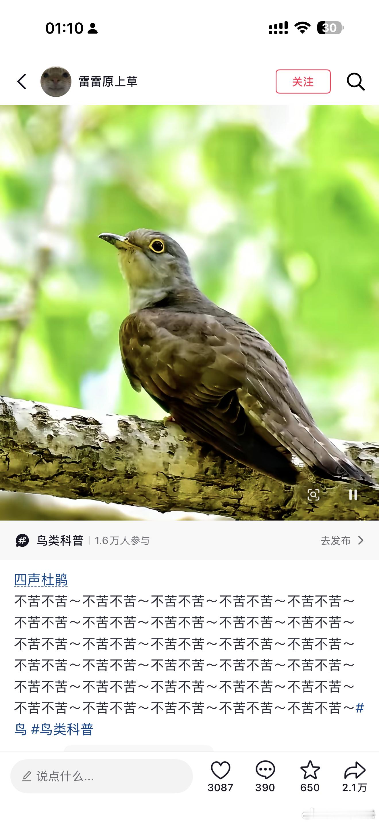 查了半天是它在叫