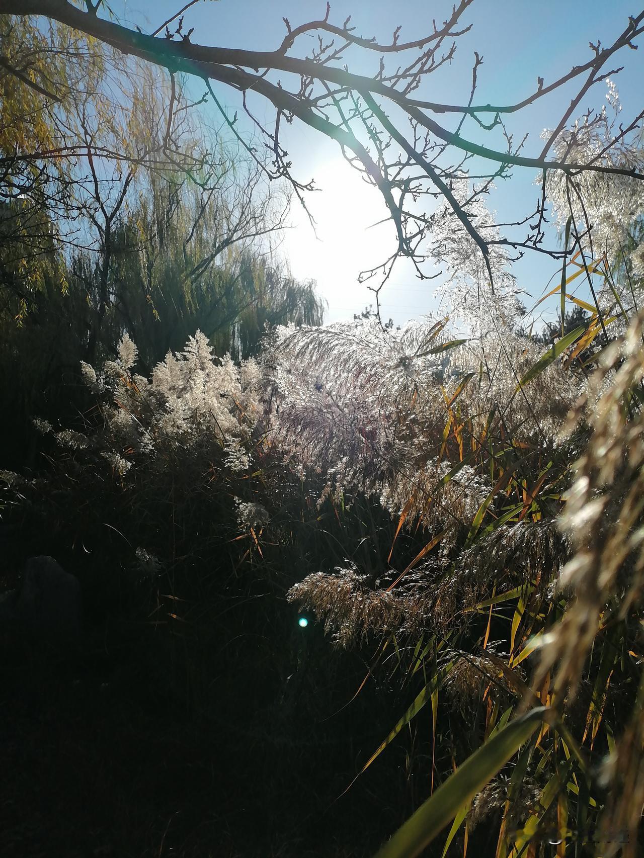 晒图笔记大赛此时正是冬季，穿越这片芦苇密布的区域，似乎走在了童话世界里！