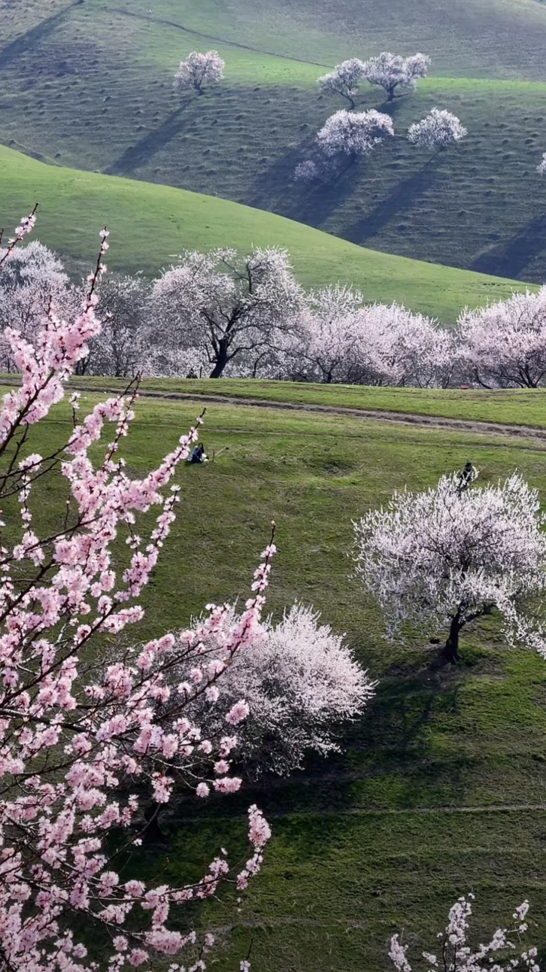4🈷1号伊犁杏花沟的花已经开成这样了