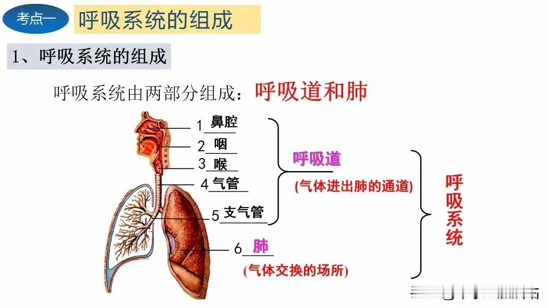 七年级生物核心知识图文梳理，吃不透的，抓紧打印，期末必考！
七年级生物，探索生命