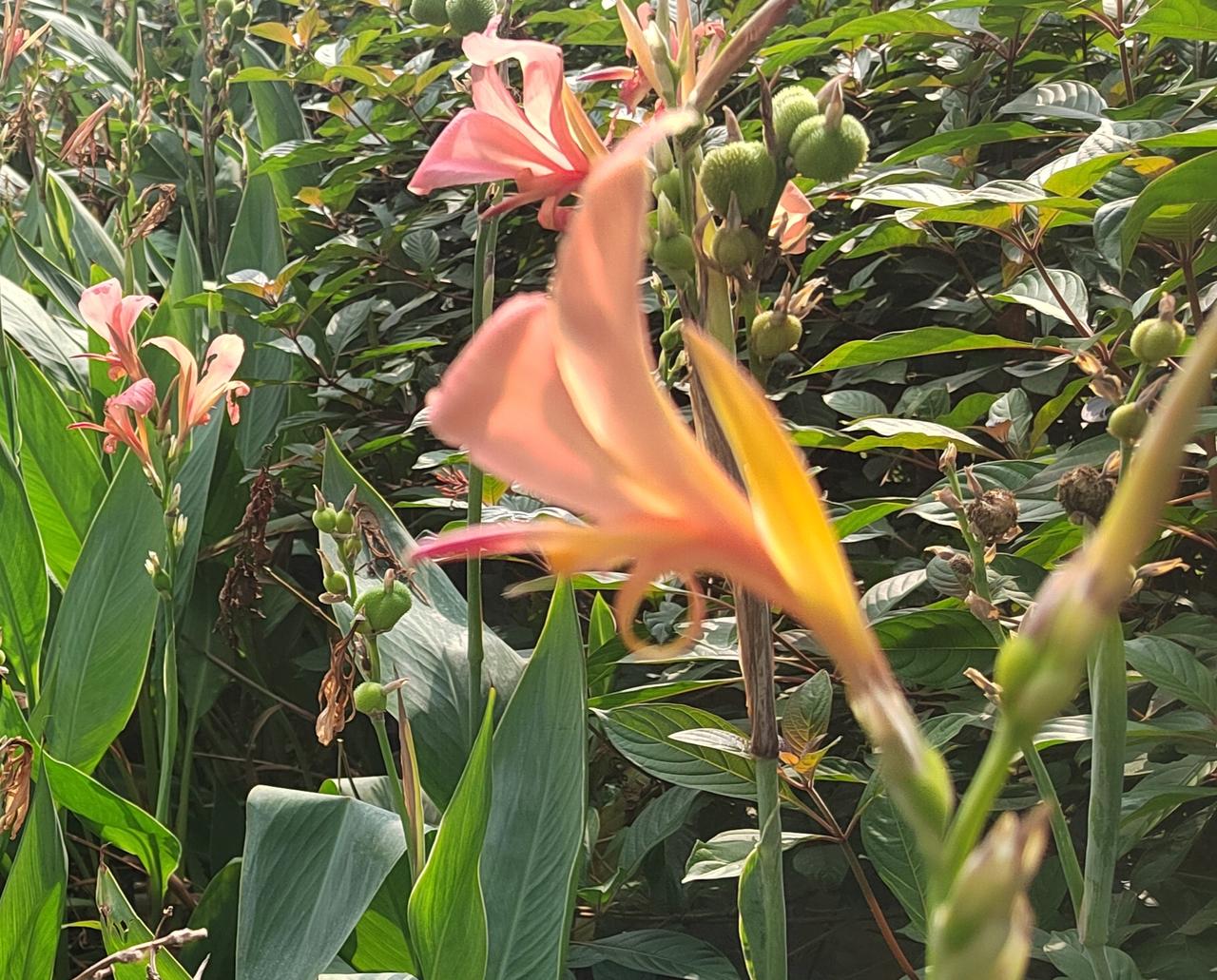 生命不是被环境定义，而是被态度塑造。它无需肥沃土壤，也无人喝彩，却把根扎下去，把