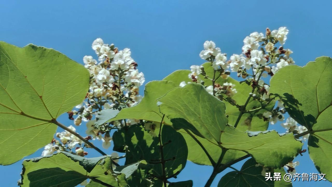 晒图笔记大赛古人以“桑梓”代指故乡，梓树因此承载了太多乡愁。可梓树花却开得那样从