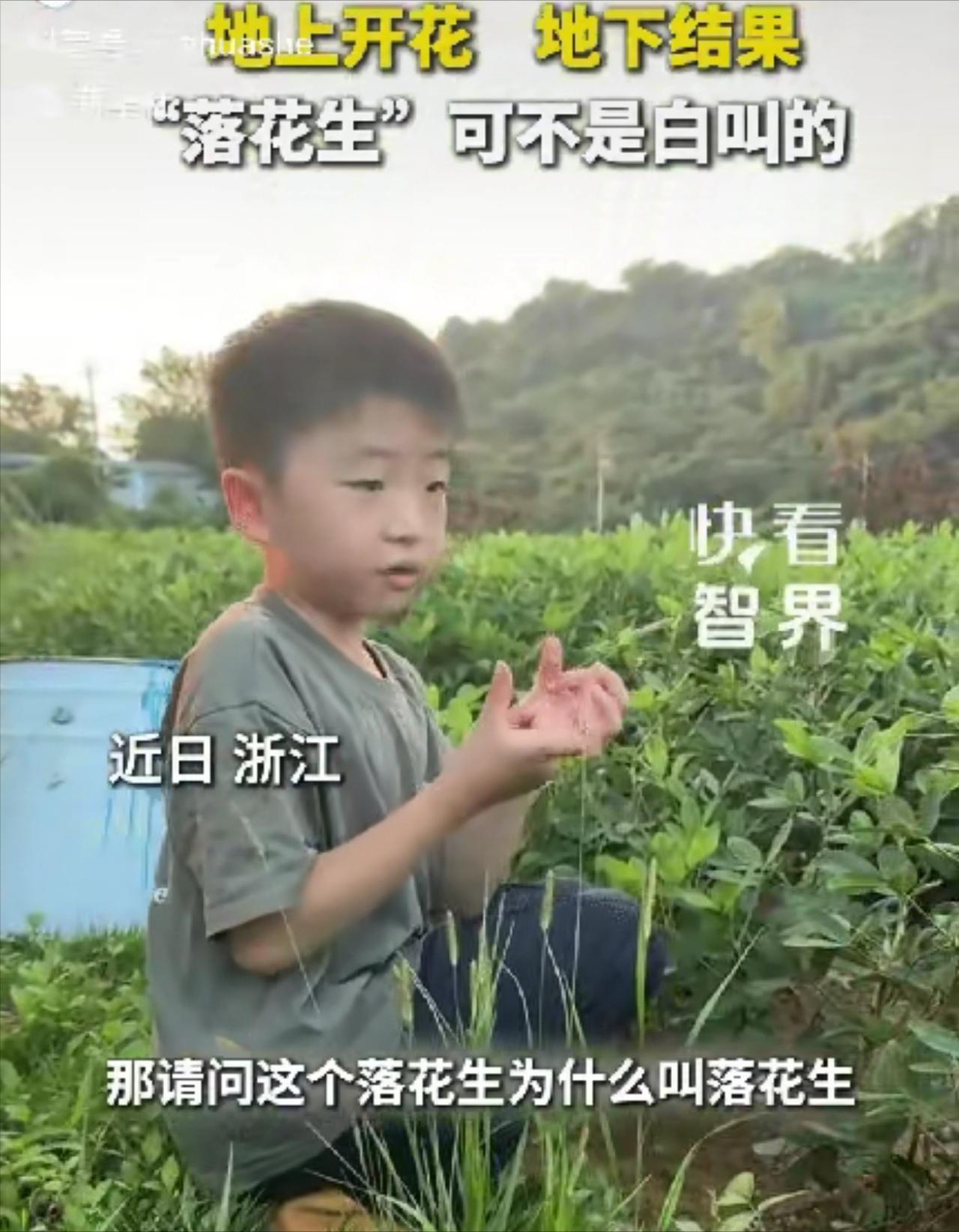 “太聪明了！”浙江，一小男孩站在花生田里，手里玩着狗尾巴草，妈妈本以为他就单纯玩