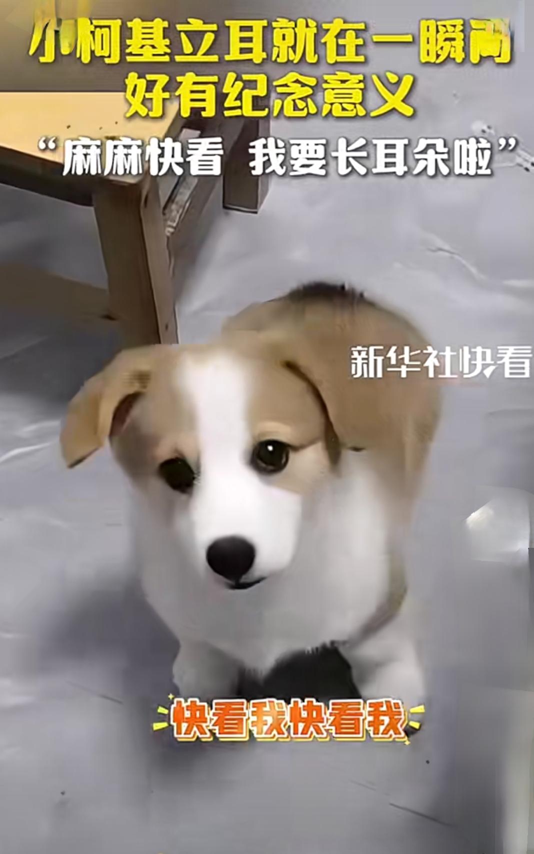 小柯基立耳就在一瞬间，太可爱了！你是不是也曾被那一瞬间萌化得心都要融化？这只小柯