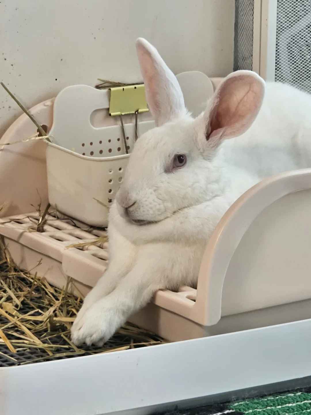 我家兔奶换上老年兔粮啦！