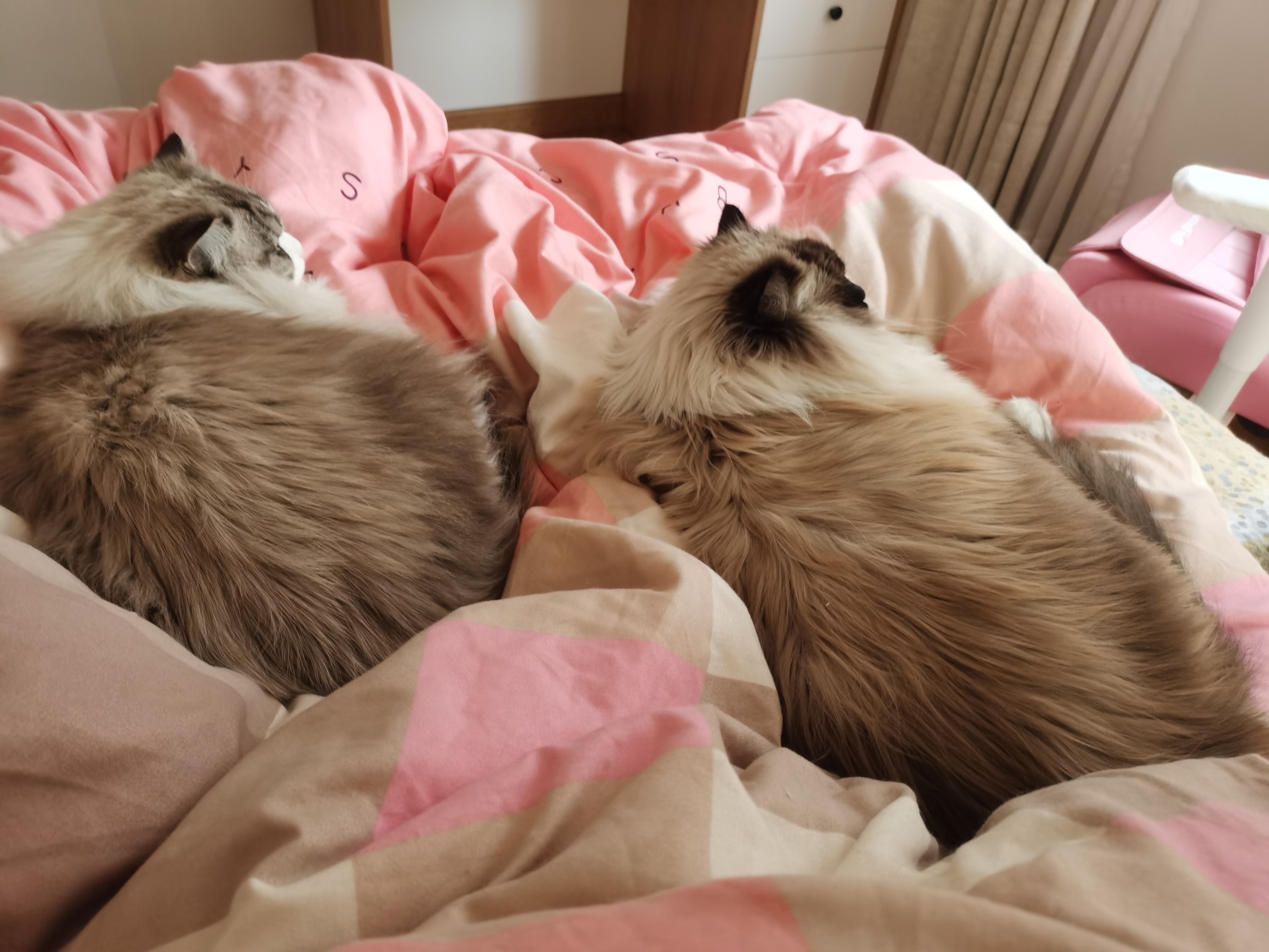 猫体工程学最符合的就是我的床🚬 