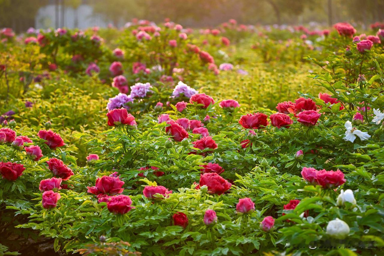 发现宝藏山东曹州牡丹园的清晨，阳光吻上牡丹的那一刻，美到窒息！

凌晨五点半，我
