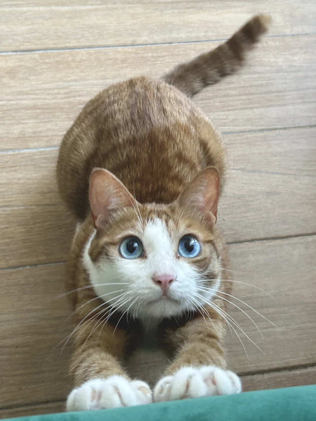 配色基础，眼睛就不基础