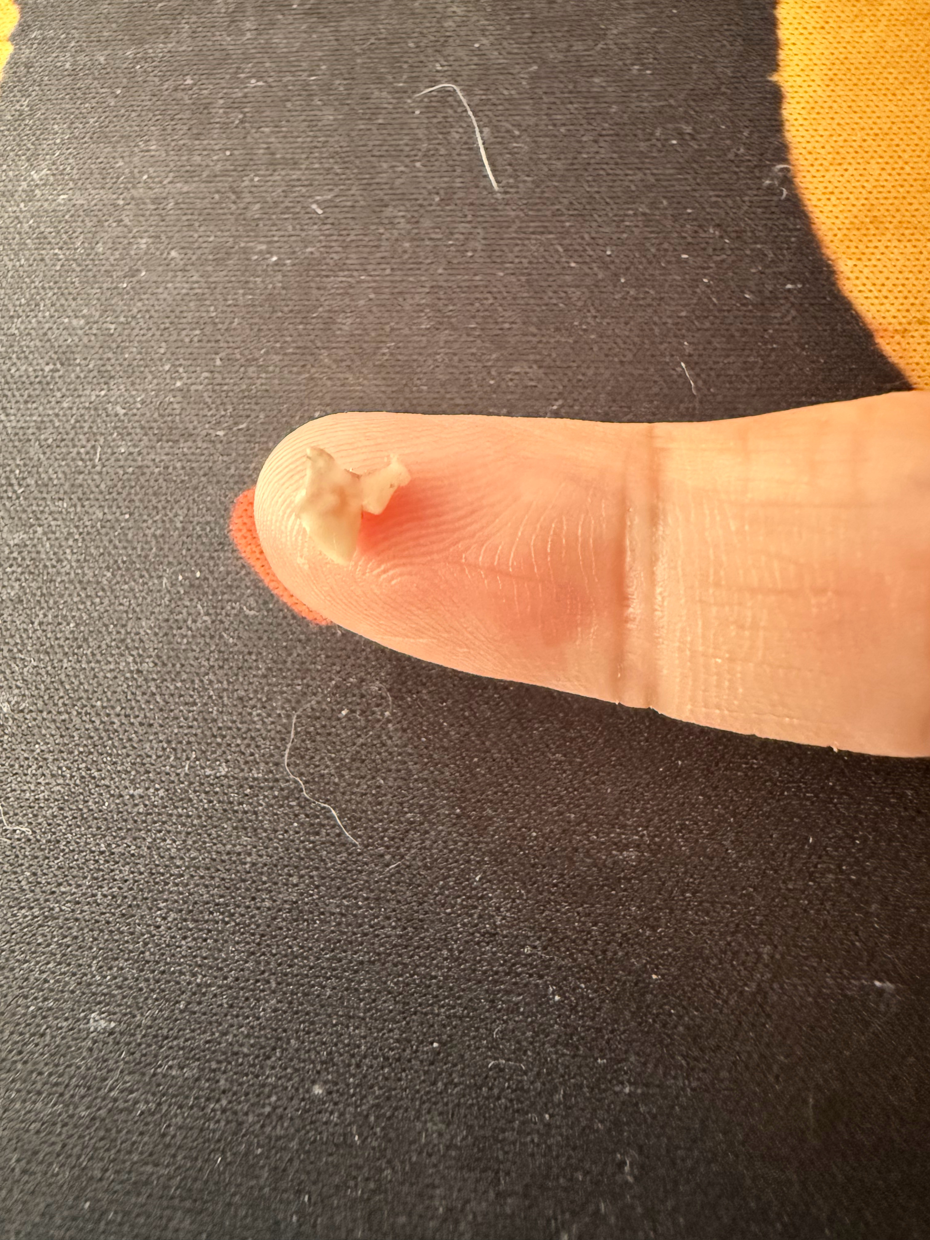 检查小猫换牙情况的时候刚好看见两个血窟窿，满地找了一下，一颗犬齿一颗臼齿，这臼齿