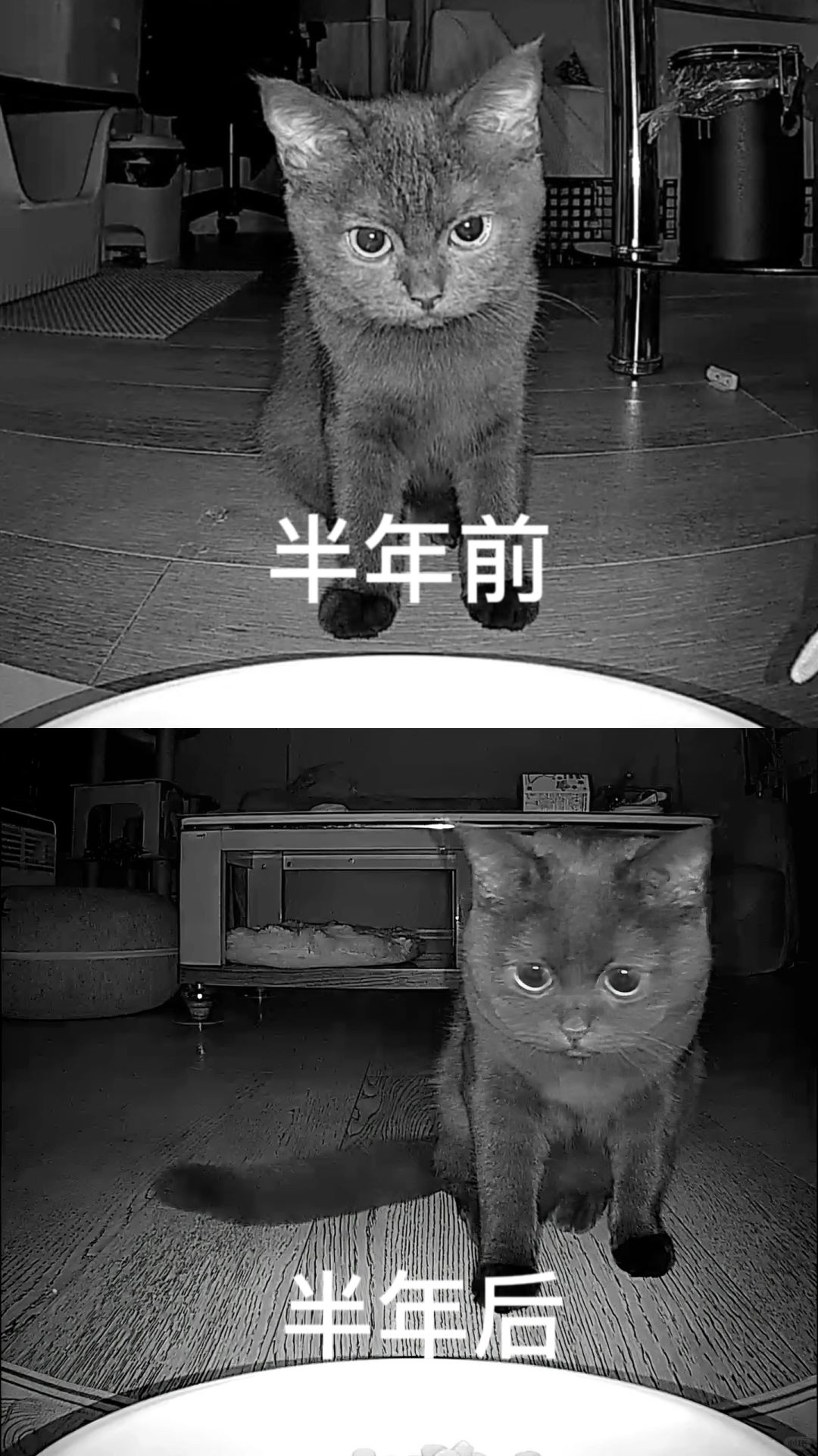 这半年，从一只眼神犀利的小猫变成了…