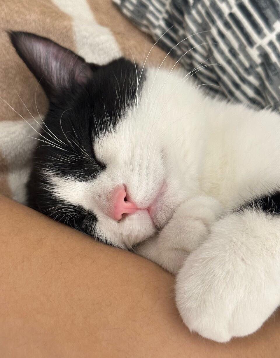周一，我用睡眠战胜你！daily奶牛猫 （投稿：） 