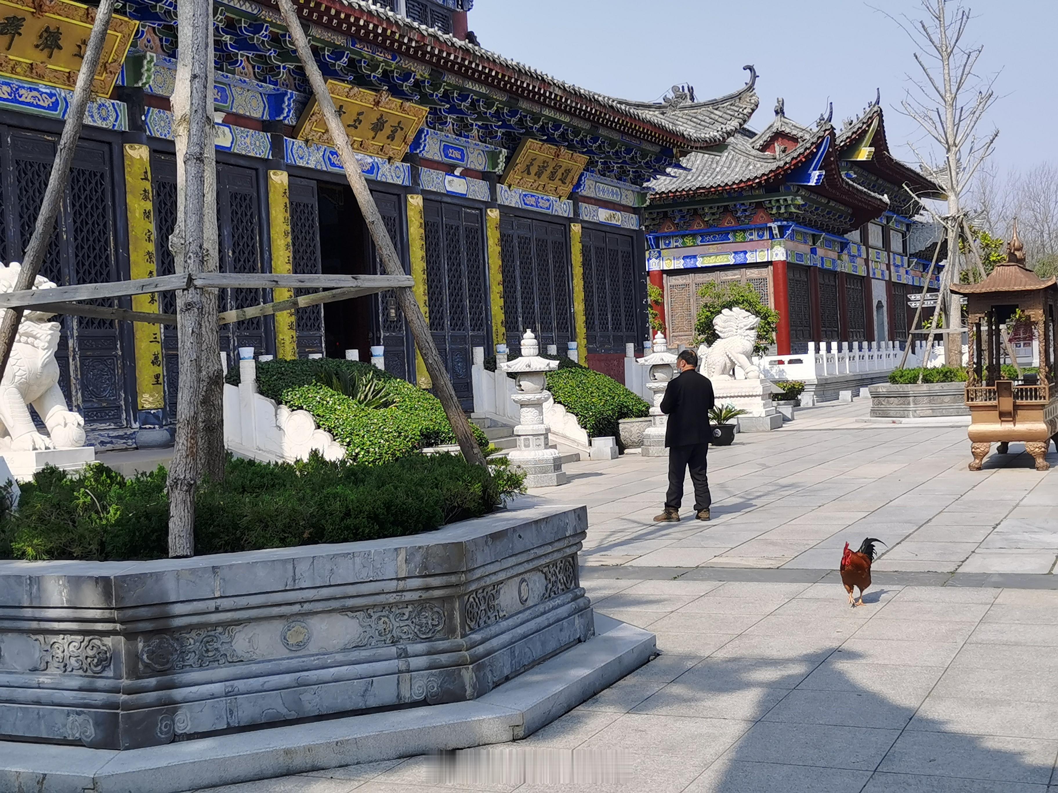 殿前雄鸡，悠然嘹亮  ​​​