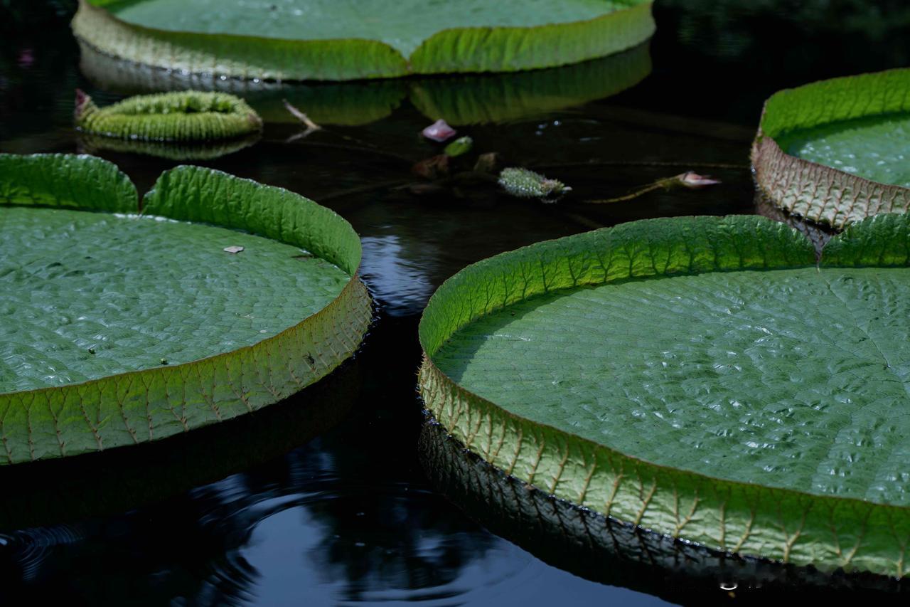 我的夏花 | 静水浮翠新莲，柔风漫渡清池

晨至中山植物园北园，恰逢盛夏晨光浅淡
