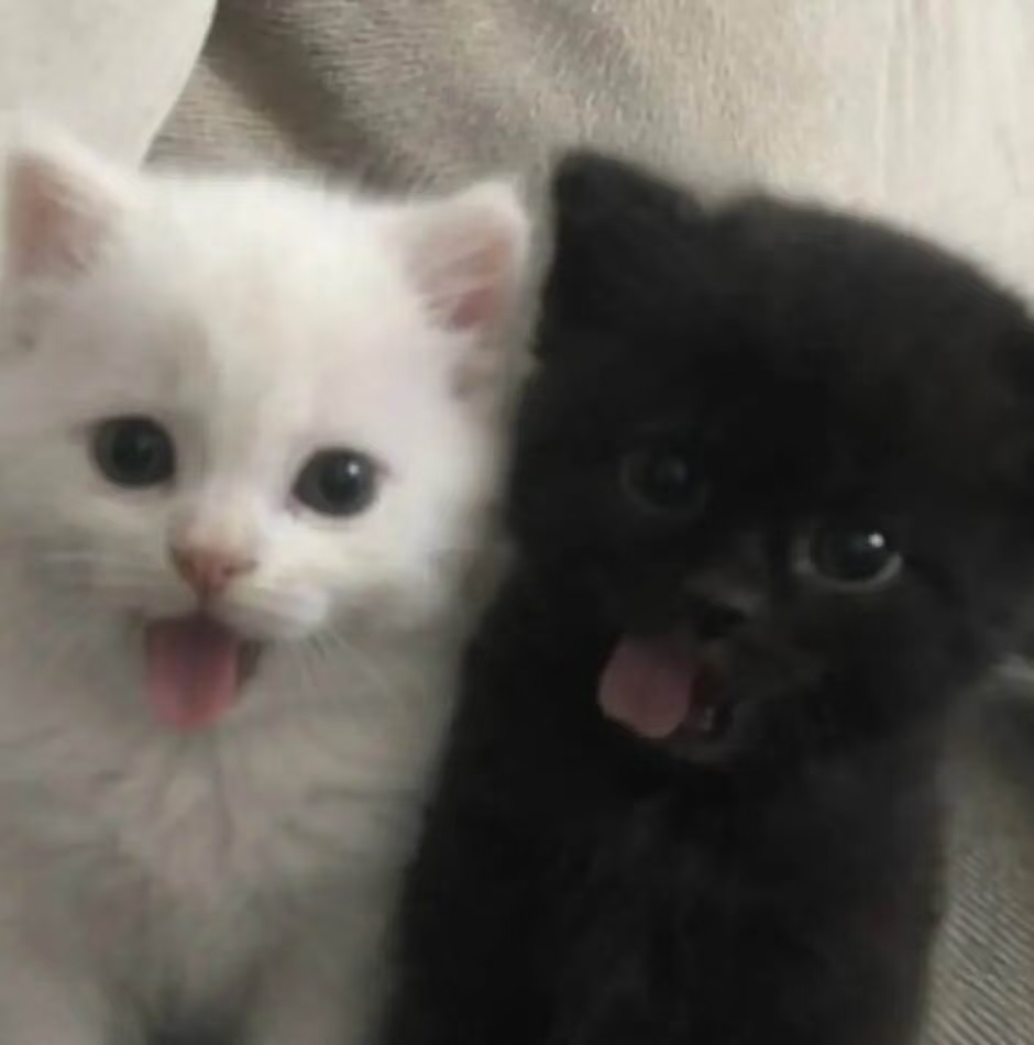 猫猫 