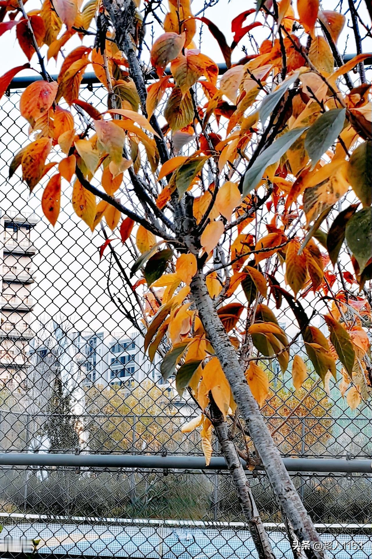 友们初冬的上午，

这个景色很有味道。

四季轮回，

每一季都精彩，

尤如我