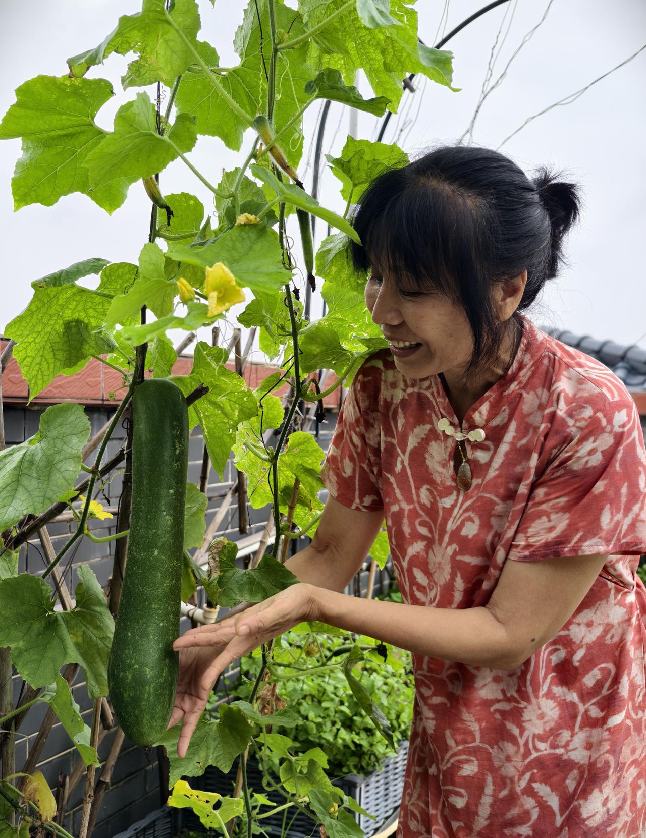 记录我的2026我在家楼顶天台种的，有收成了，好开心啊