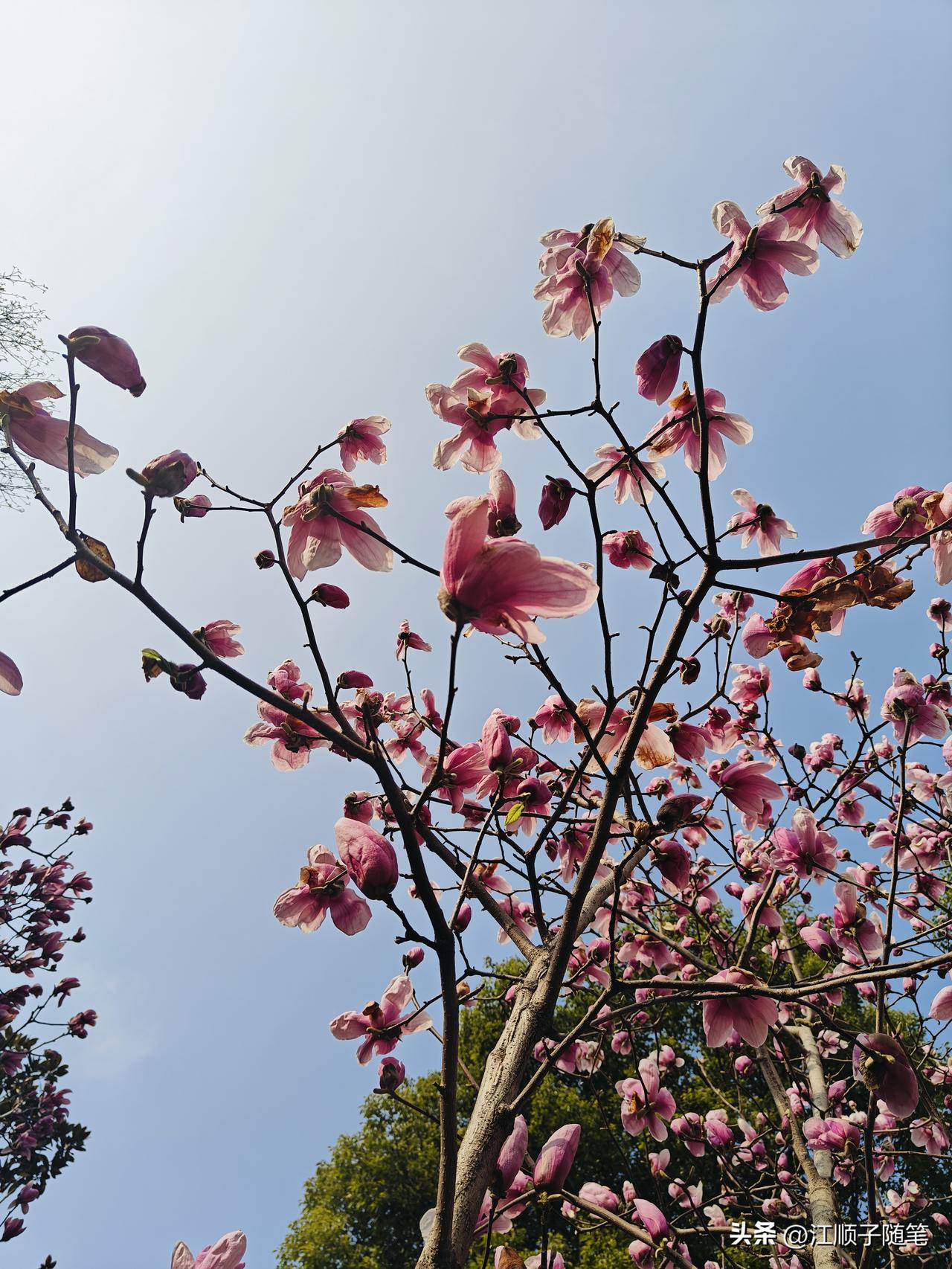 农村多子女家庭的痛：三个孩子，养不好一个老母亲
 
老家邻居王大娘，今年76岁，