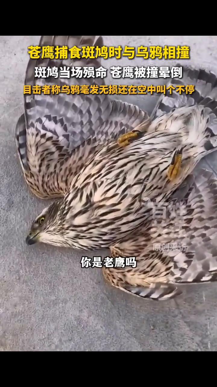 老鹰捕食斑鸠时与乌鸦相撞纷纷坠地，苍鹰当场晕倒，乌鸦毫发无损。
百姓关注。
4月