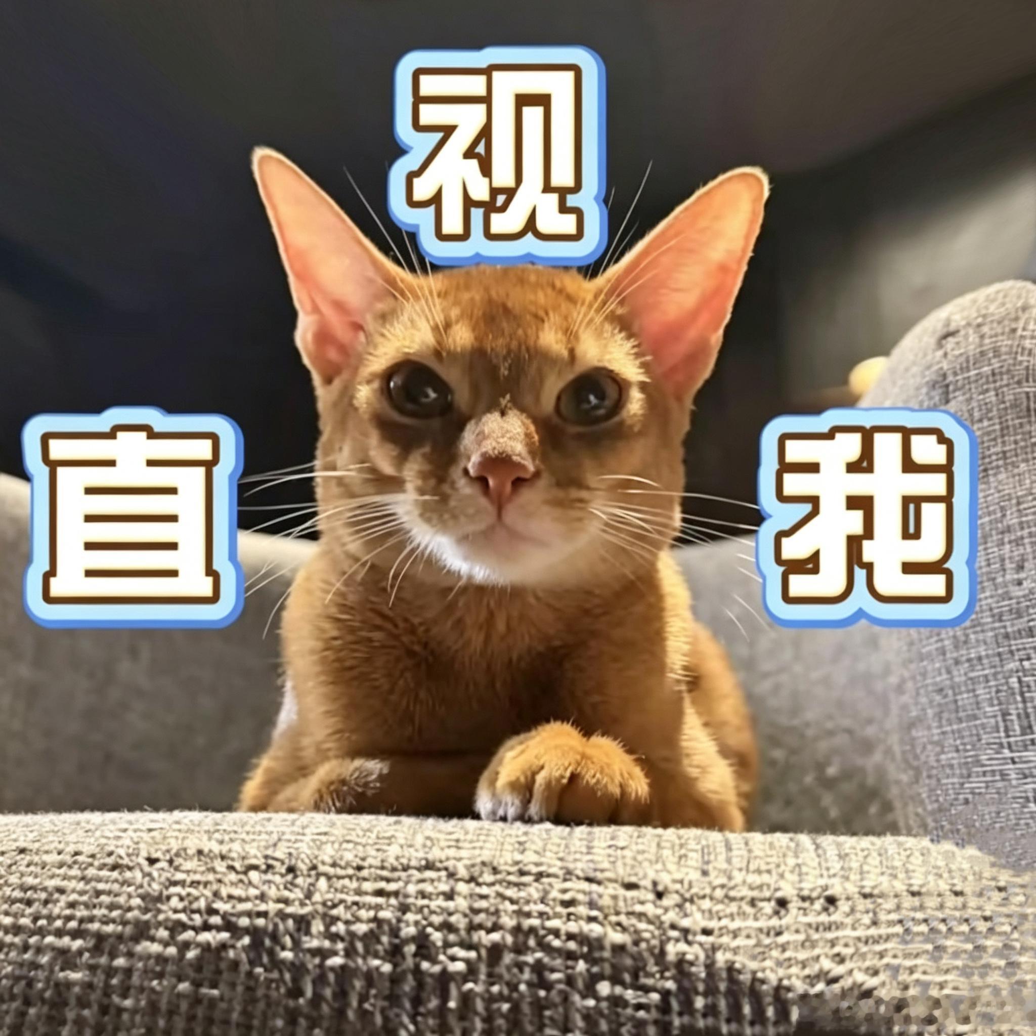 两张小十一修图 