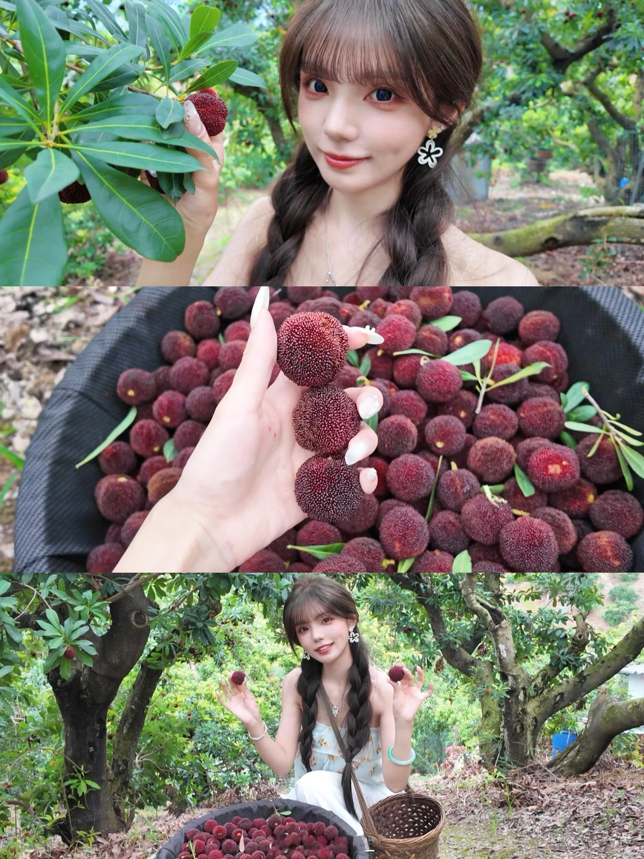 土生土长仙居人每年都会回老家采摘杨梅马上端午啦 需要的宝宝联系我～ 