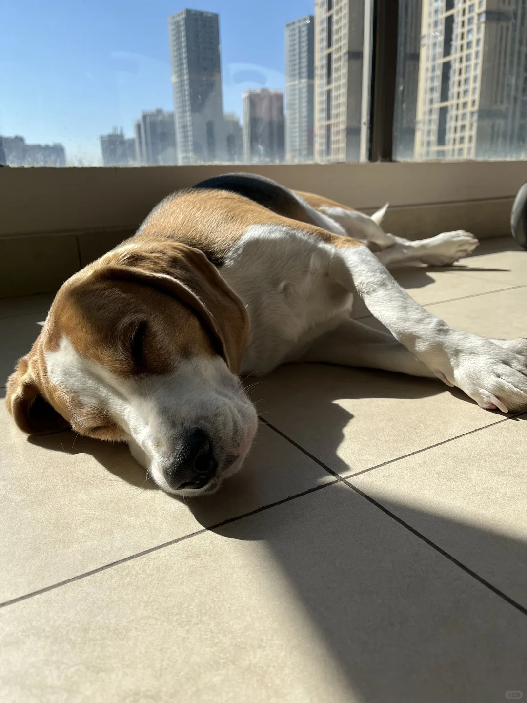 假期即将结束，比猪一点也不焦虑