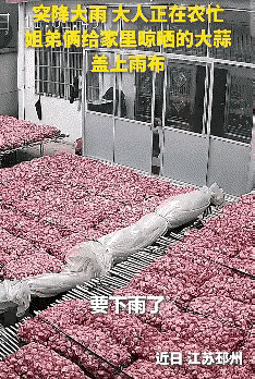 天刚阴下来，雨还没砸到地上，江苏邳州一户人家院里一万多斤大蒜没人收，父母在地里干