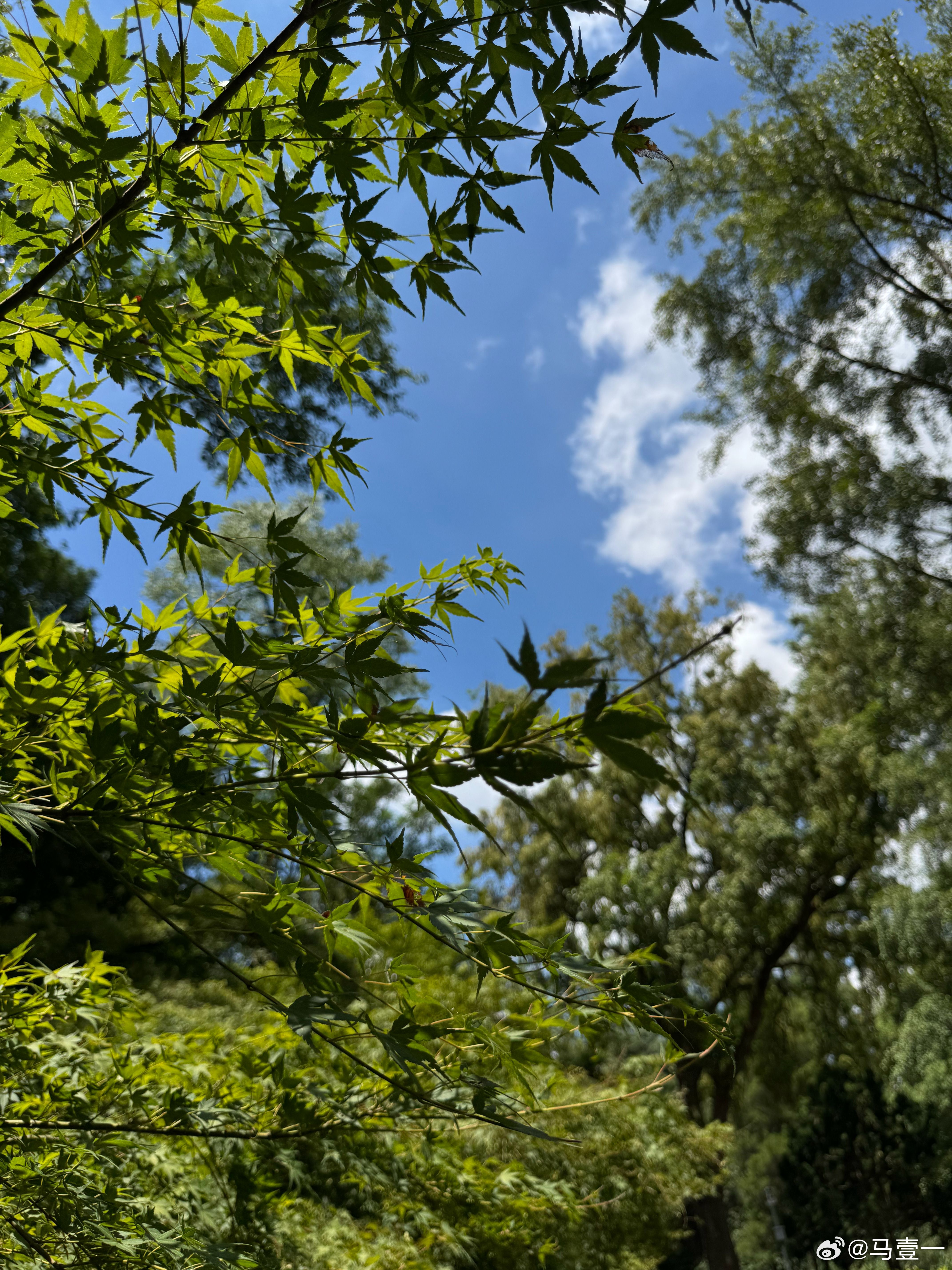 绿树浓荫夏日长，晚风清浅有微凉随手拍手机随手拍