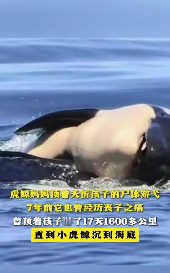 快讯！快讯！。
 
法国在2021年突然宣布了《动物福利法》，禁止用虎鲸、海豚做