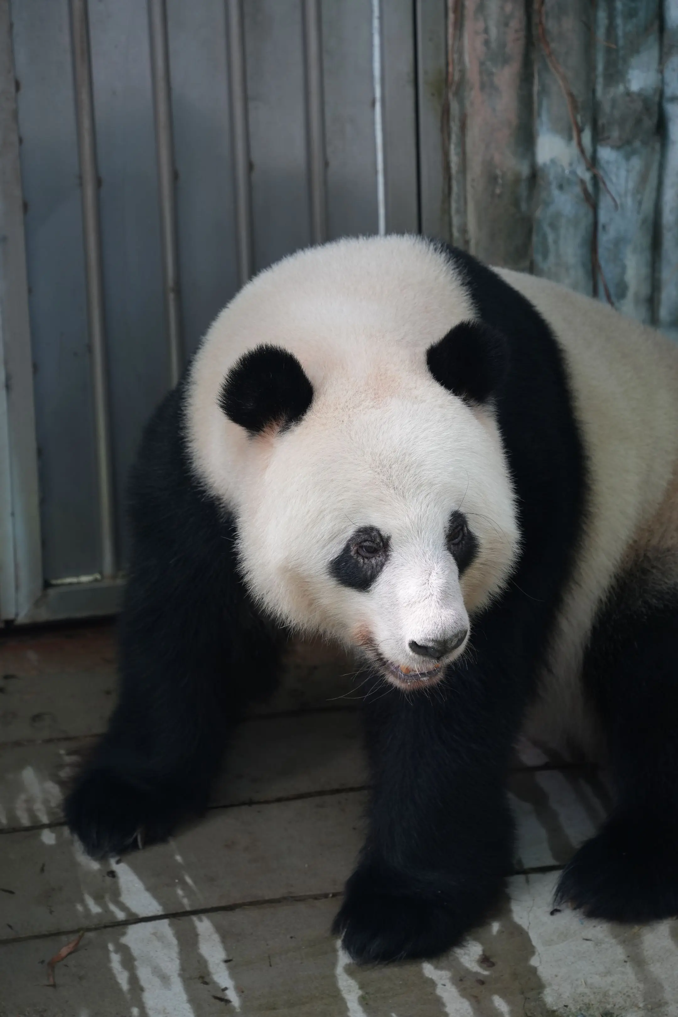 今日份的星一。