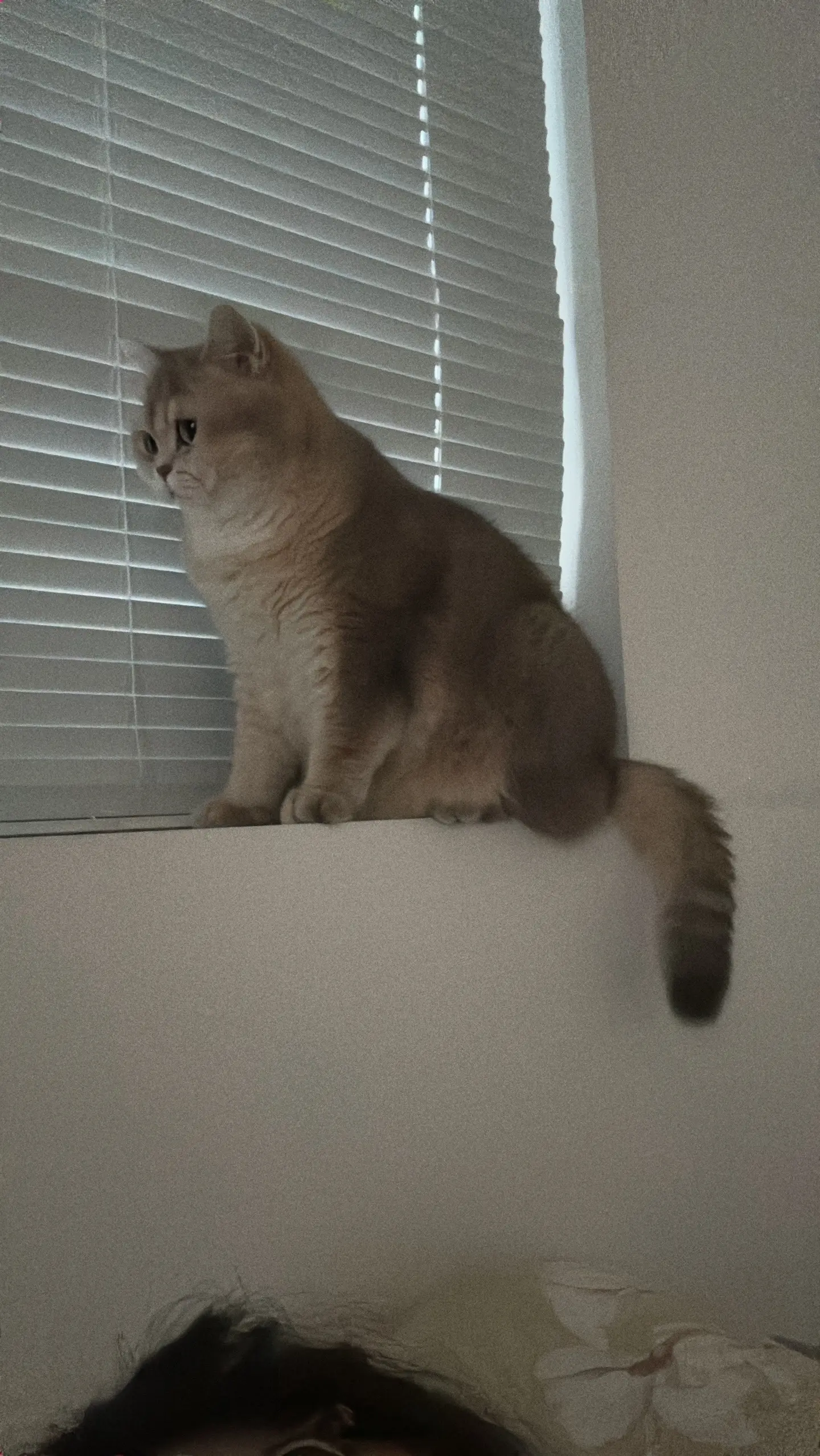 带猫plog它真的好像个小宝宝