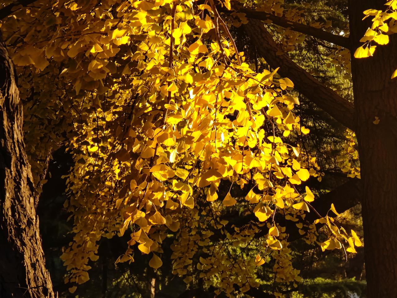 冬日生活打卡季冬日之初的银杏暖阳！