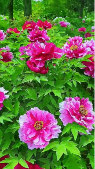 喜愛你我良辰美景随便花
记录我的2026
晒出你的本地生活
春日生活打卡季
天常