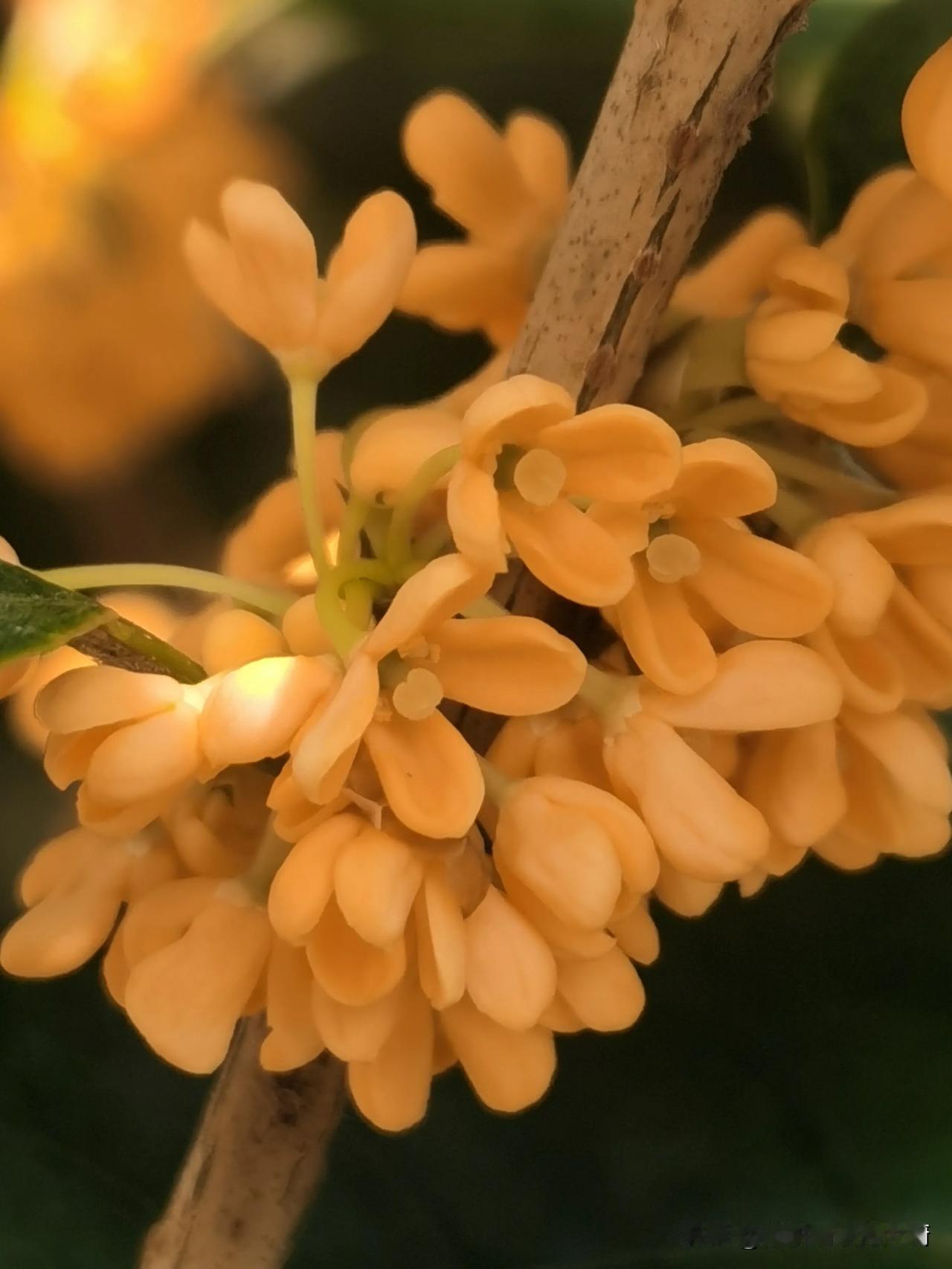 #分享一张随手拍的花。#