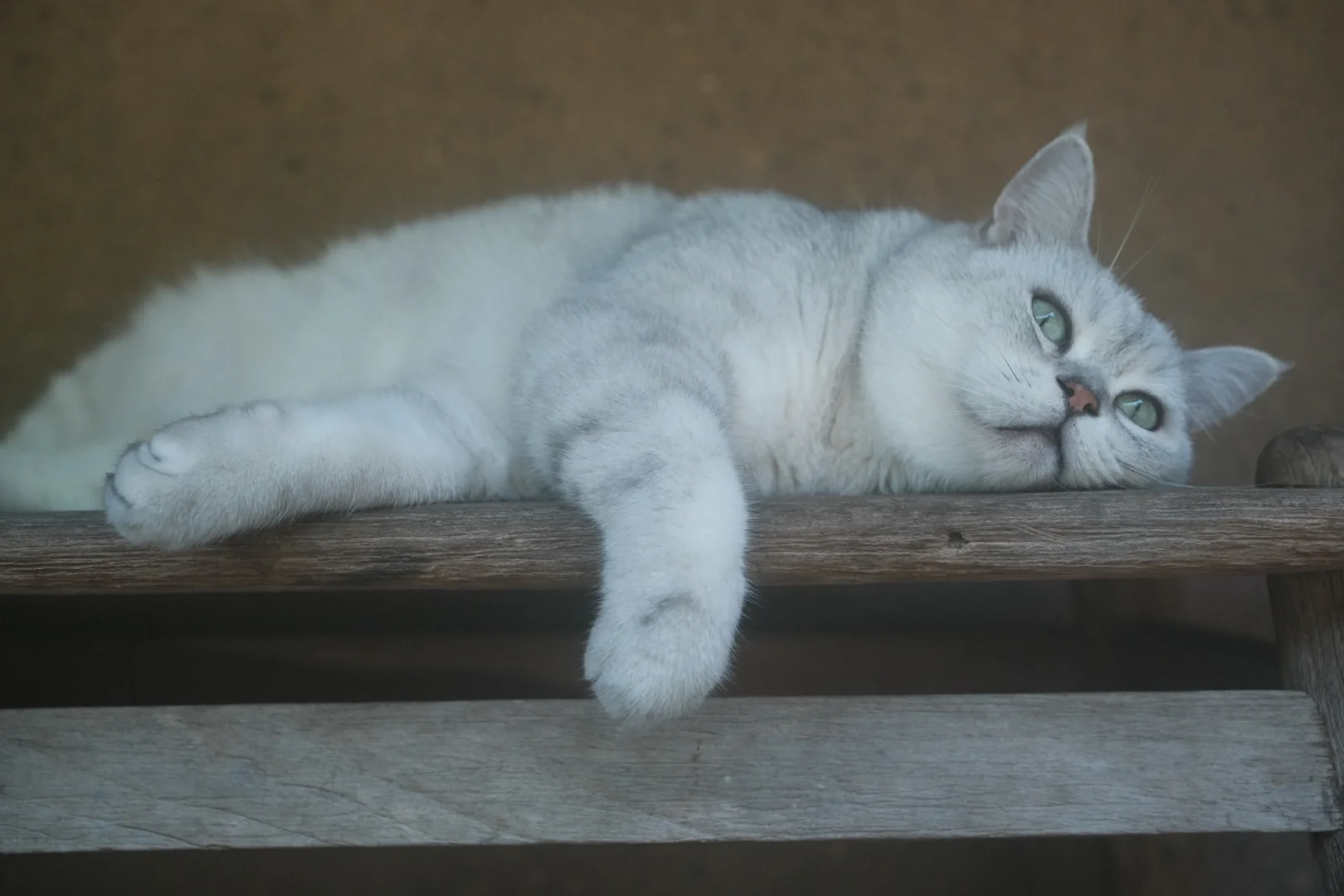 小猫咪睡觉会变成海豹耶