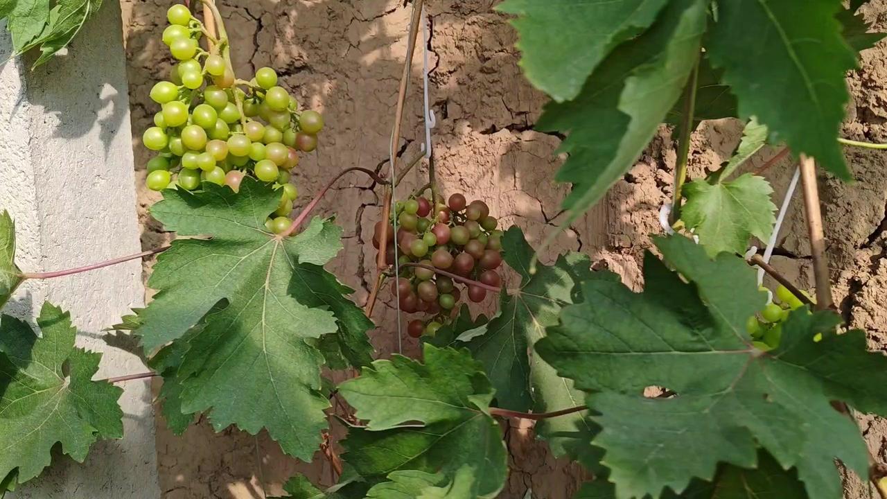 西昌葡萄种植市场宽广，独特气候优势明显，简易冷棚就能让促早葡萄长势媲美北方暖棚。