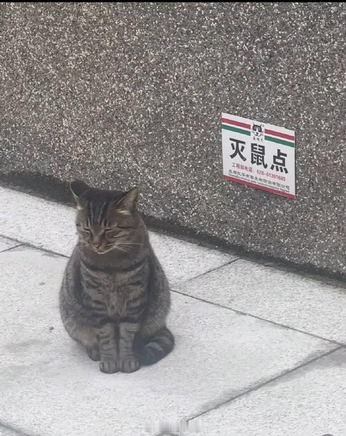 物理灭鼠点[doge] ​​​