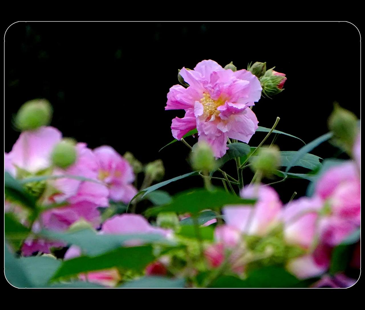 《芙蓉塘》
天气晴好，去成都植物园游览。作为蓉城的植物园，其它花木可以没有，不可