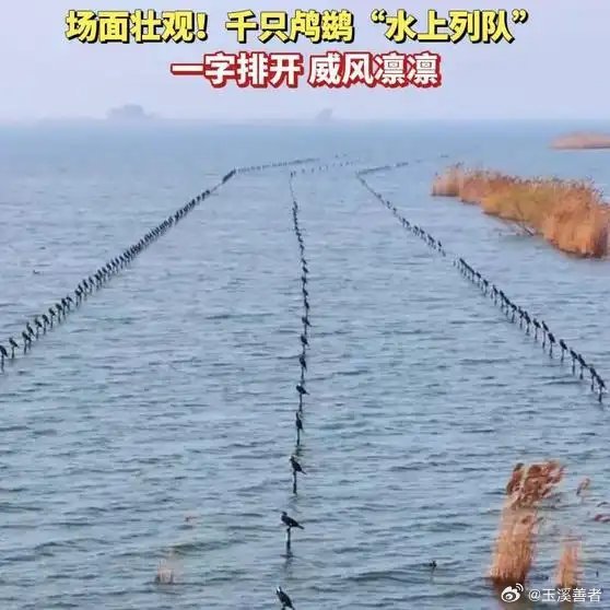 《千只鸬鹚“水上列队”场面壮观！》播放量：2万点赞量：258网页链接