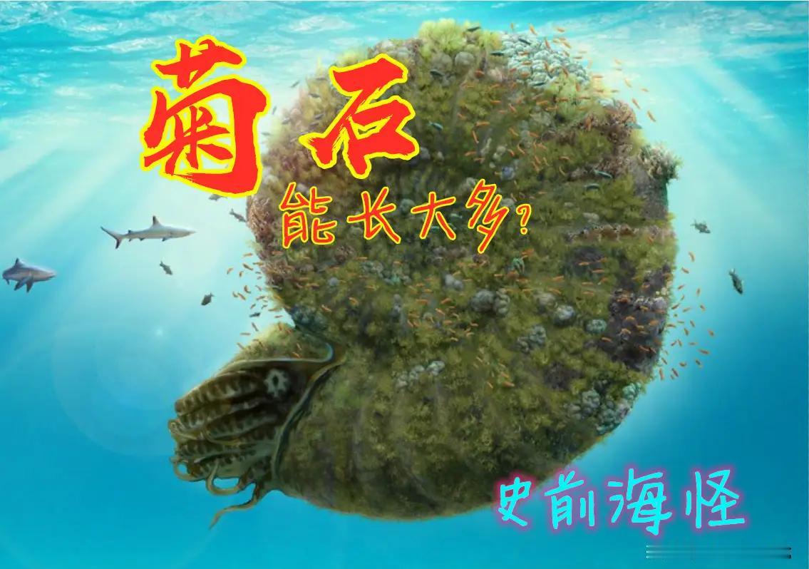 史前巨型菊石有多恐怖？壳宽超2米、重1.45吨，沧龙都爱捕食它
  提起菊石，大