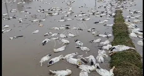 江西一养殖户称4000多只鸭子被毒死，损失十几万，已报警