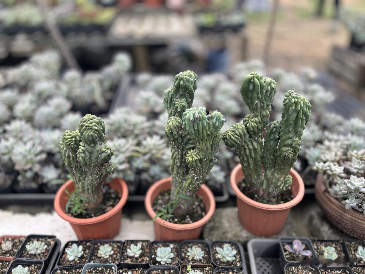 偶然撞见山影拳（随手拍）。前两日，去友人的植物园参观，瞧见了山影拳。山影拳（也叫