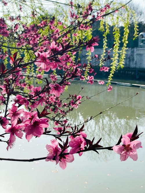 四月的天空呈现出一种澄澈的蓝，云朵慵懒舒展，阳光明媚却不灼人，洒下斑驳温暖的光影