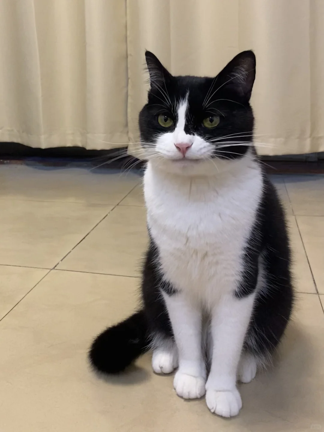 拽拽小猫