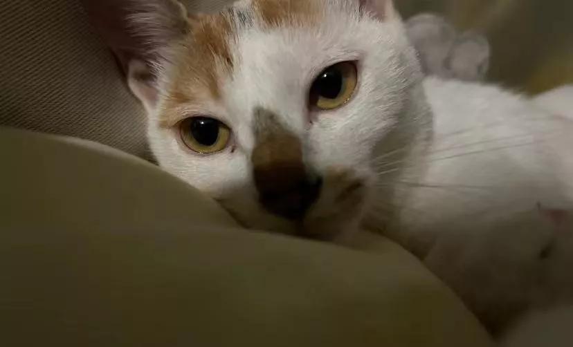 大家能不能理智看待李佳琦卖日货!
看到大家都在说李佳琦卖日货，那都是几个月前定下