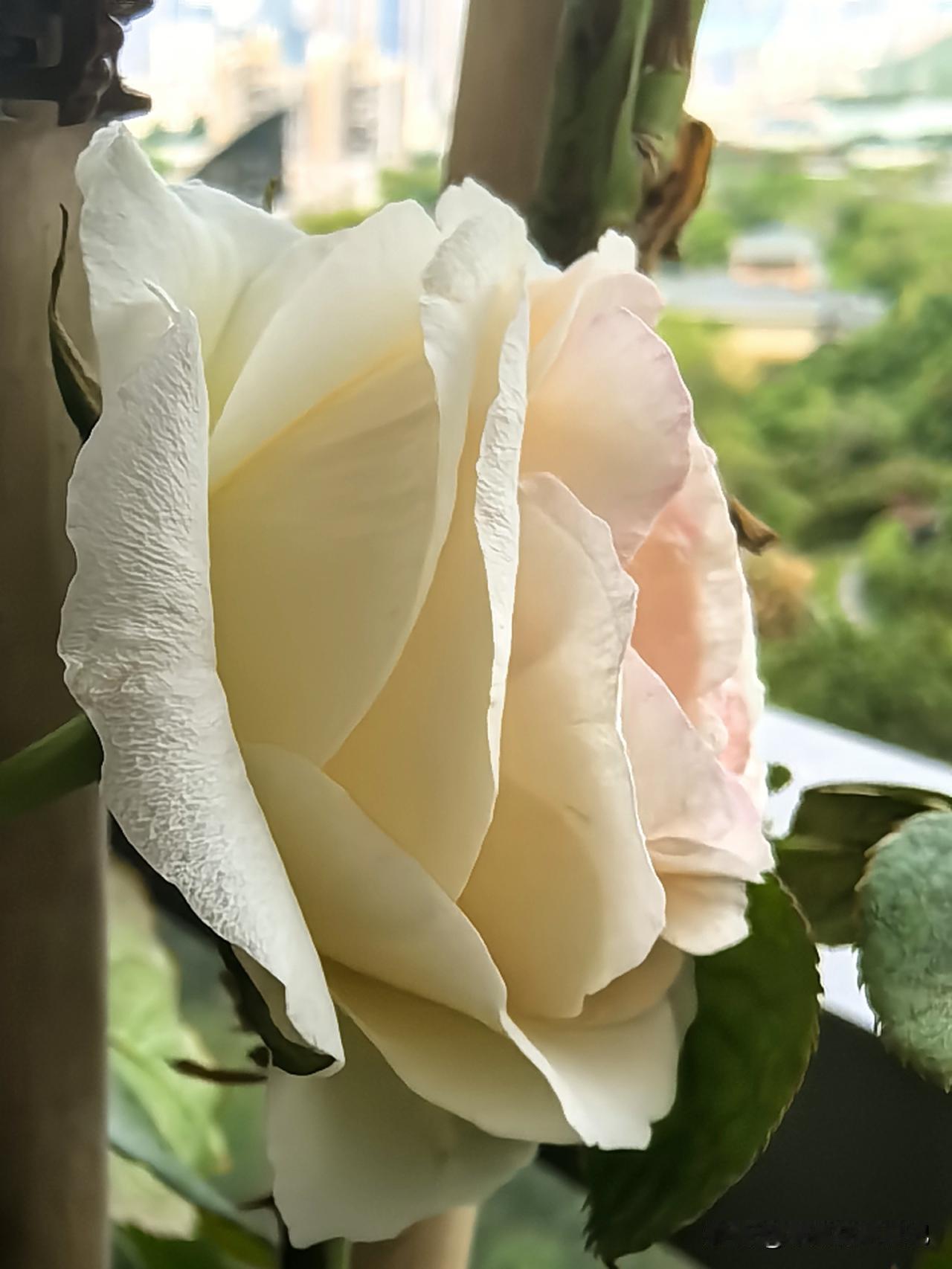 月季花美妍
暗香随风飘
层层叠叠俏
姿态万千娇

我家的月季，与友友们共同欣赏，