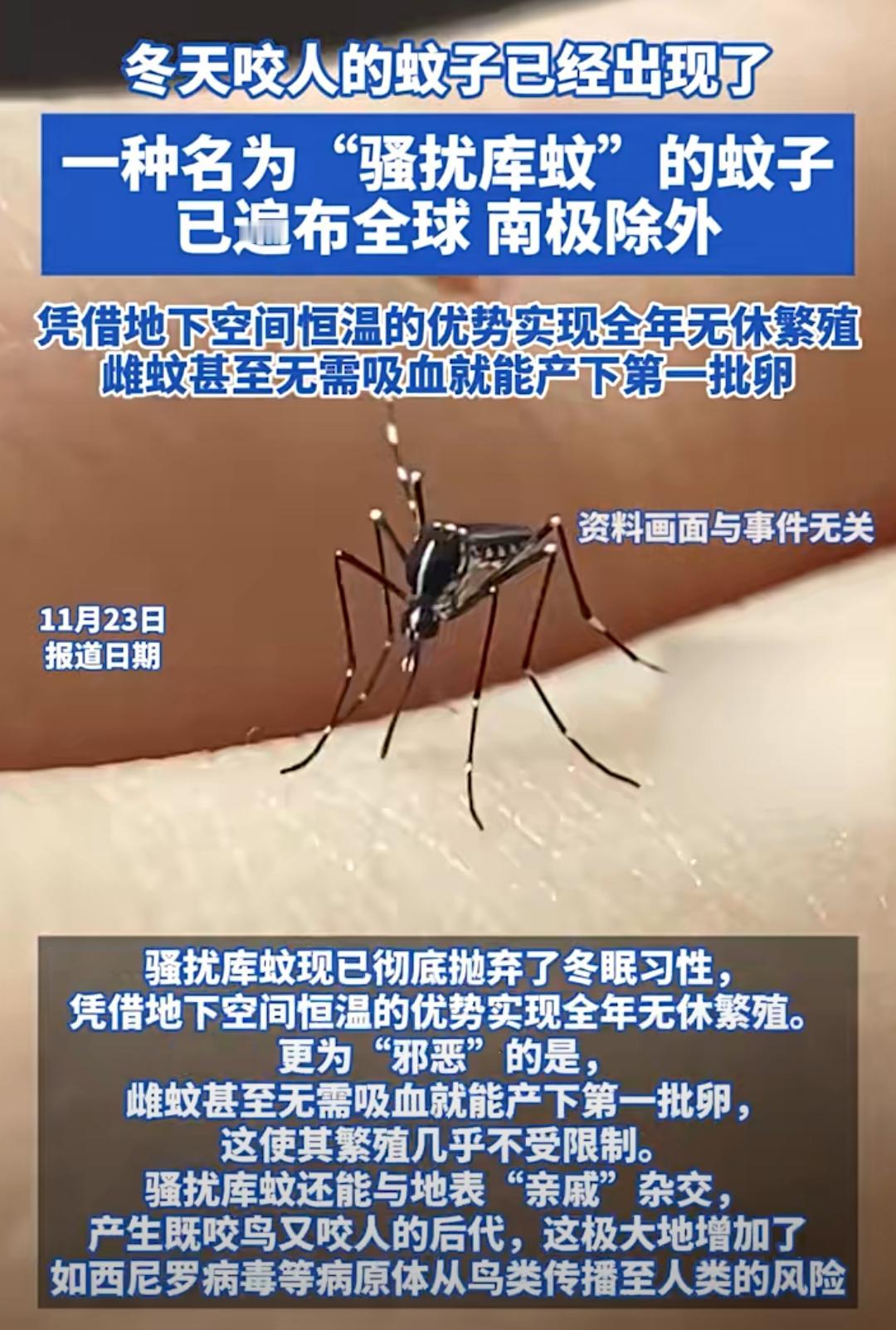 ❄️震惊！冬天还有蚊子？揭秘“骚扰库蚊”的全年无休繁殖秘密！

你以为冬天就能摆