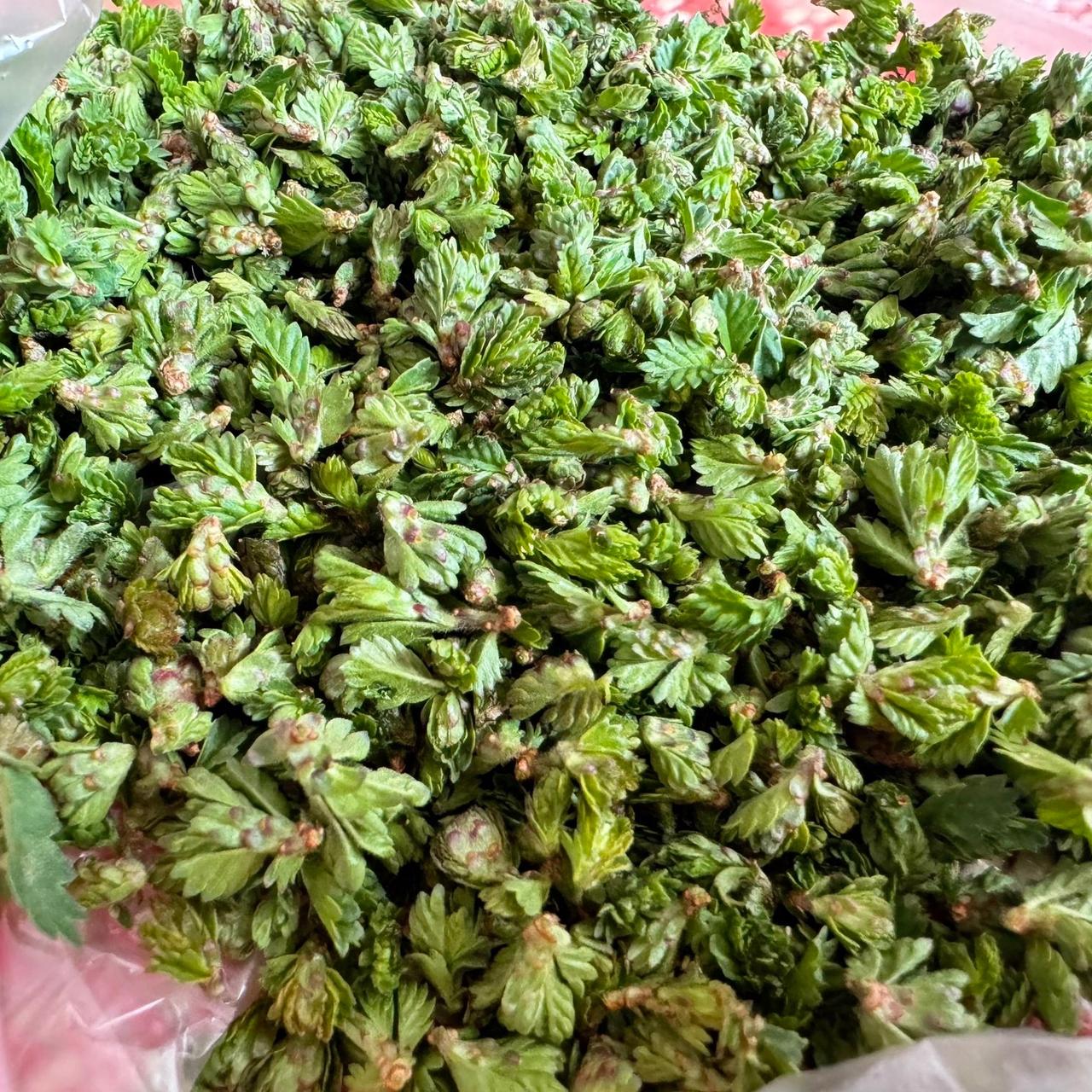 春天一到，野菜就成了大自然的馈赠。路边、地头到处都能看到它们的身影，随手一掐就是