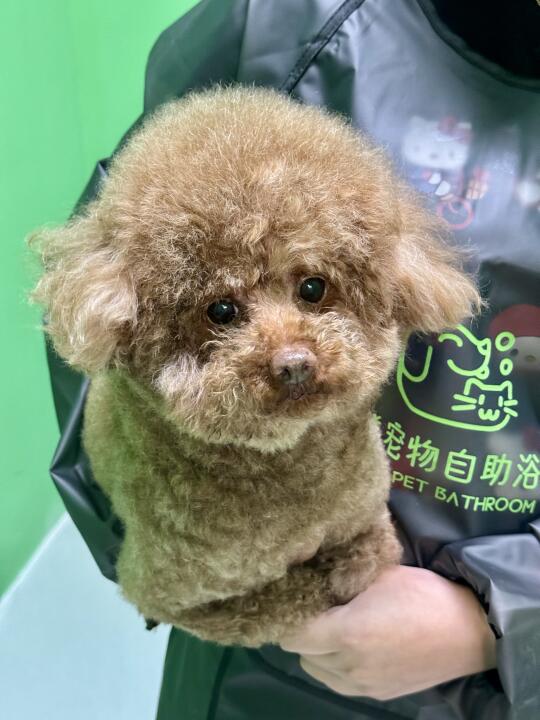 南京自助洗宠｜自己给狗狗洗澡真太香了！💦