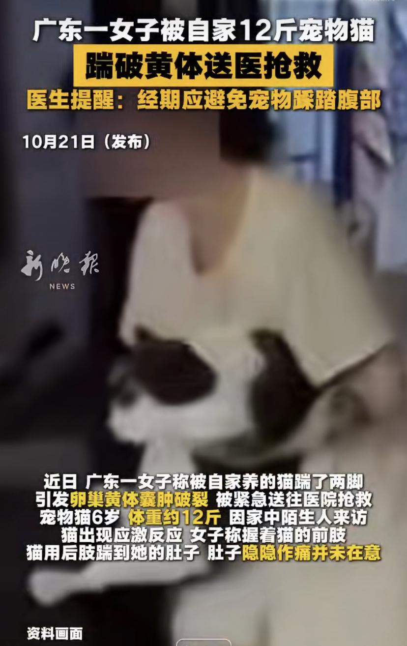 广东一姑娘被自家猫踹了两脚肚子，差点出大事!这只6岁、12斤的猫因家里来陌生人受
